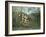 In a Tropical Forest (Struggle between Tiger and Bull)-Henri Rousseau-Framed Giclee Print