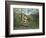 In a Tropical Forest (Struggle between Tiger and Bull)-Henri Rousseau-Framed Giclee Print