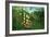 In a Tropical Forest; Tiger Attacks a Buffalo-Henri Rousseau-Framed Art Print