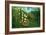 In a Tropical Forest; Tiger Attacks a Buffalo-Henri Rousseau-Framed Art Print