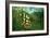 In a Tropical Forest; Tiger Attacks a Buffalo-Henri Rousseau-Framed Art Print