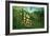 In a Tropical Forest; Tiger Attacks a Buffalo-Henri Rousseau-Framed Art Print