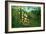 In a Tropical Forest; Tiger Attacks a Buffalo-Henri Rousseau-Framed Art Print