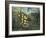 In a Tropical Forest-Henri Rousseau-Framed Art Print