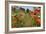 In Among the Poppies and Daisies-Adrian Campfield-Framed Photographic Print