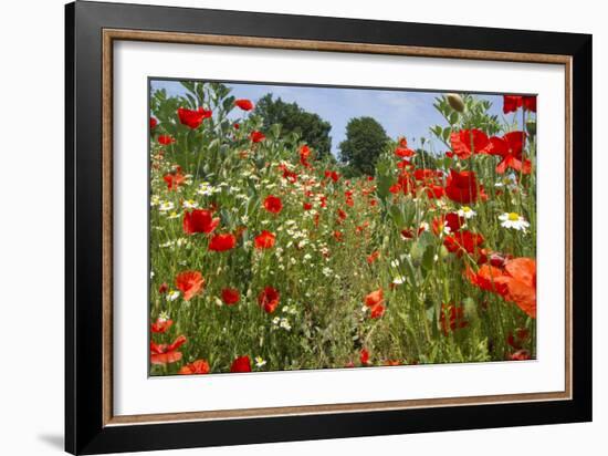 In Among the Poppies and Daisies-Adrian Campfield-Framed Photographic Print