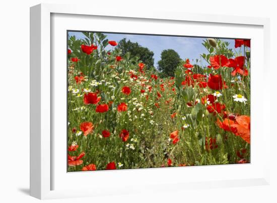 In Among the Poppies and Daisies-Adrian Campfield-Framed Photographic Print