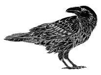 Stylized Crows. Decorative Bird. Line Art. Rook. Black and White Drawing by Hand. Doodle. Zentangle-In Art-Mounted Art Print