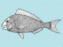 Stylized Fish. Sea Fish. Dorado. Black and White Drawing by Hand. Line Art. Tattoo. Doodle. Graphic-In Art-Art Print