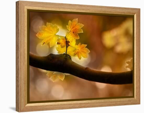 In Autumn 2-Ursula Abresch-Framed Premier Image Canvas