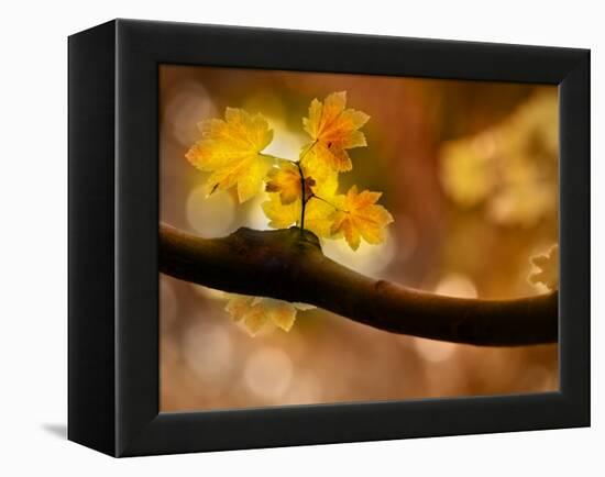 In Autumn 2-Ursula Abresch-Framed Premier Image Canvas