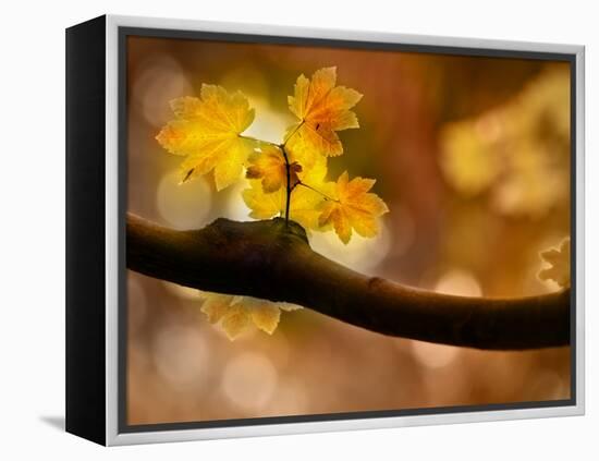 In Autumn 2-Ursula Abresch-Framed Premier Image Canvas