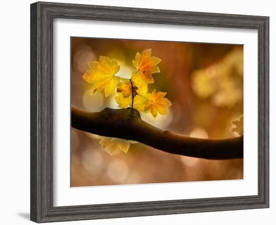 In Autumn 2-Ursula Abresch-Framed Photographic Print