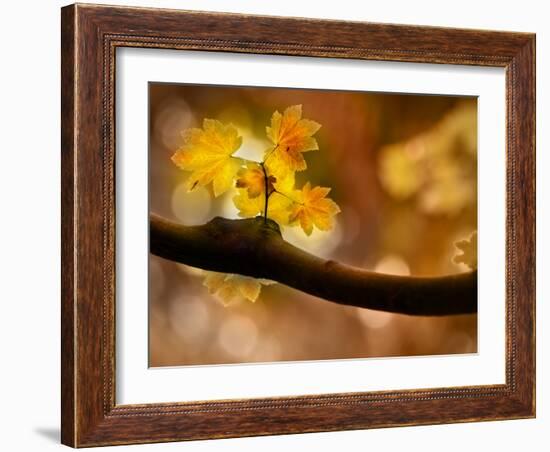 In Autumn 2-Ursula Abresch-Framed Photographic Print