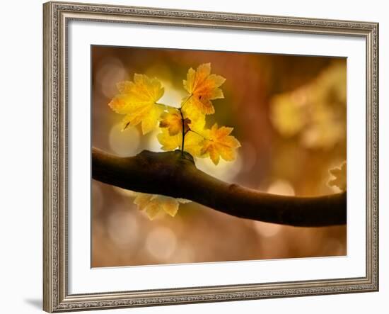 In Autumn 2-Ursula Abresch-Framed Photographic Print