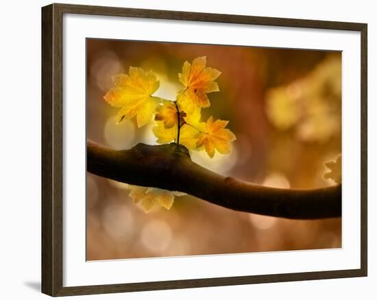 In Autumn 2-Ursula Abresch-Framed Photographic Print