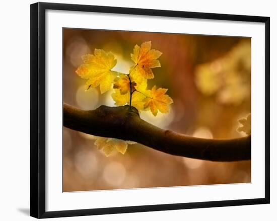 In Autumn 2-Ursula Abresch-Framed Photographic Print