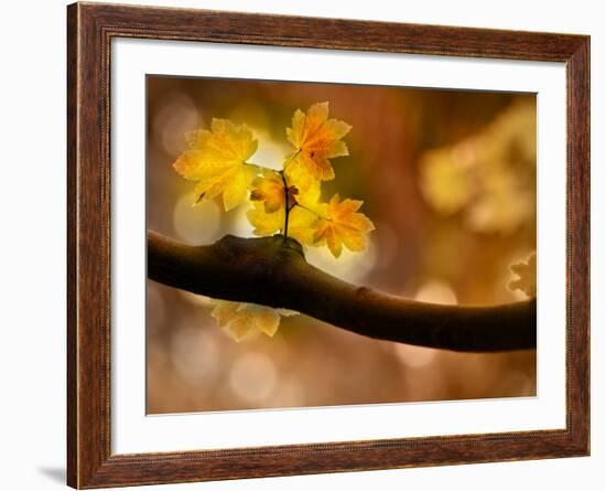 In Autumn 2-Ursula Abresch-Framed Photographic Print