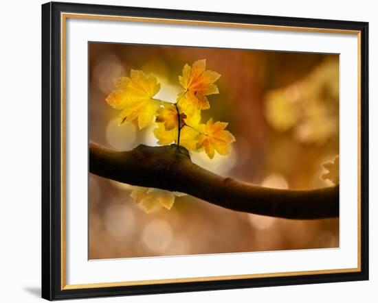 In Autumn 2-Ursula Abresch-Framed Photographic Print