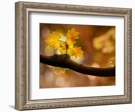 In Autumn 2-Ursula Abresch-Framed Photographic Print