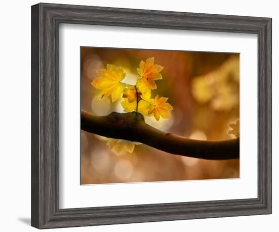 In Autumn 2-Ursula Abresch-Framed Photographic Print