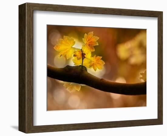 In Autumn 2-Ursula Abresch-Framed Photographic Print