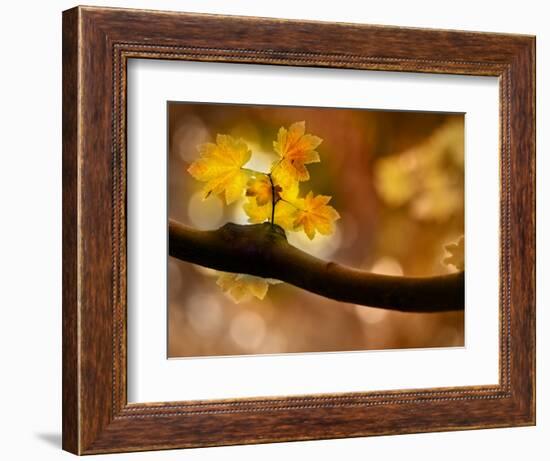 In Autumn 2-Ursula Abresch-Framed Photographic Print