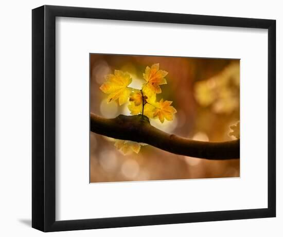 In Autumn 2-Ursula Abresch-Framed Photographic Print