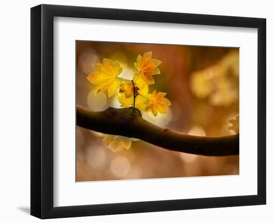 In Autumn 2-Ursula Abresch-Framed Photographic Print