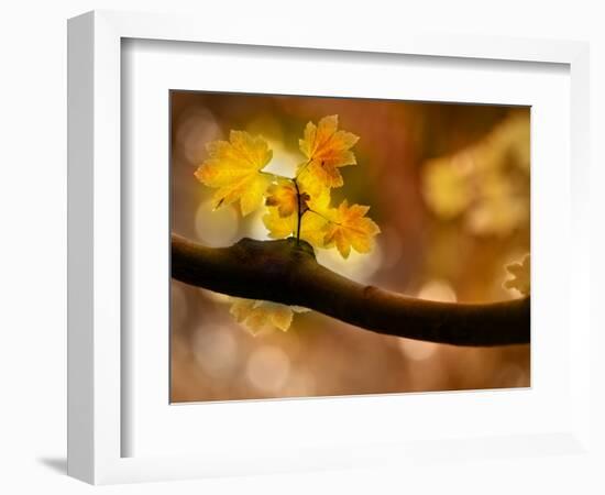 In Autumn 2-Ursula Abresch-Framed Photographic Print