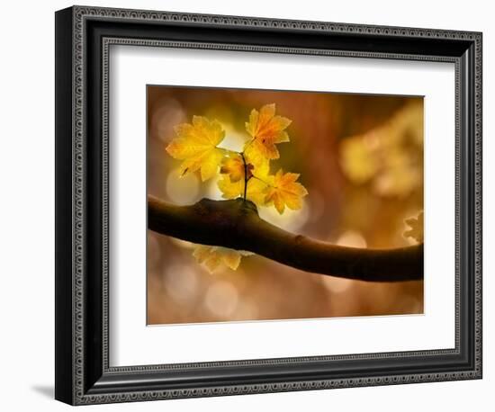 In Autumn 2-Ursula Abresch-Framed Photographic Print