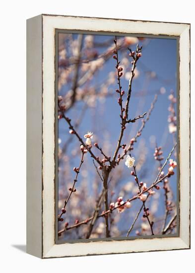 In Bloom X-Karyn Millet-Framed Premier Image Canvas