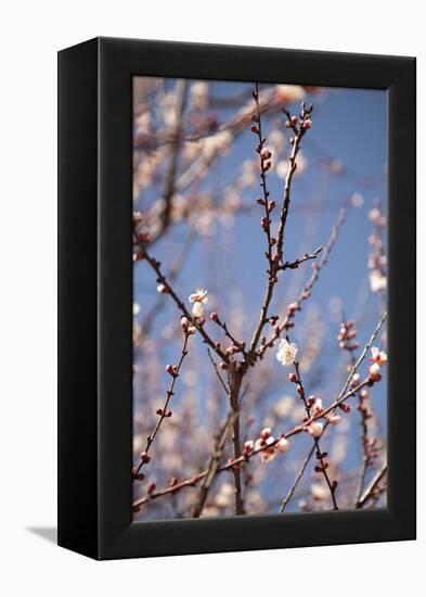 In Bloom X-Karyn Millet-Framed Premier Image Canvas