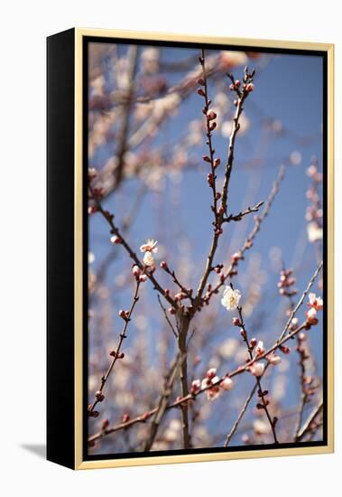 In Bloom X-Karyn Millet-Framed Premier Image Canvas