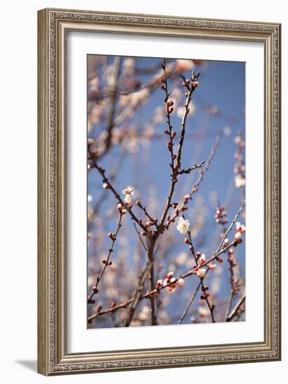 In Bloom X-Karyn Millet-Framed Photographic Print