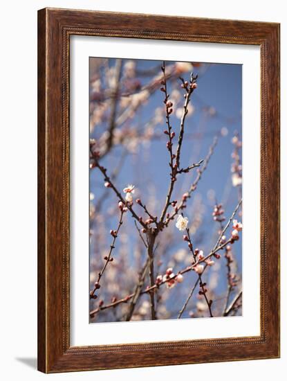 In Bloom X-Karyn Millet-Framed Photographic Print