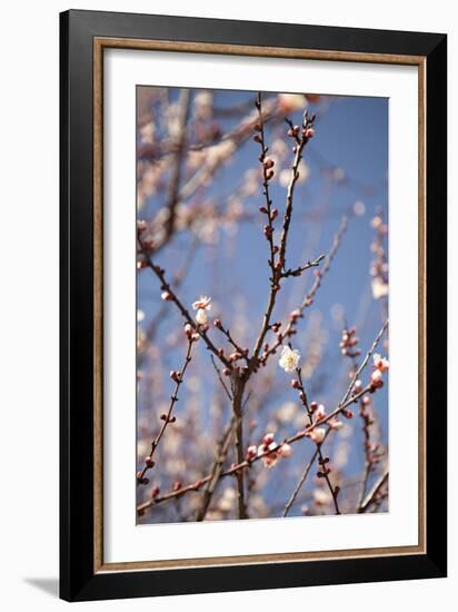 In Bloom X-Karyn Millet-Framed Photographic Print