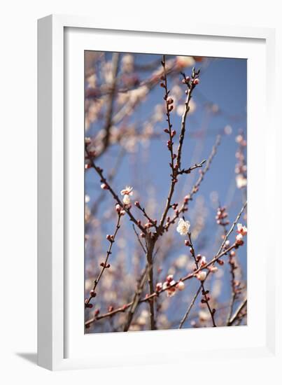 In Bloom X-Karyn Millet-Framed Photographic Print