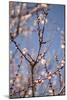 In Bloom X-Karyn Millet-Mounted Photographic Print