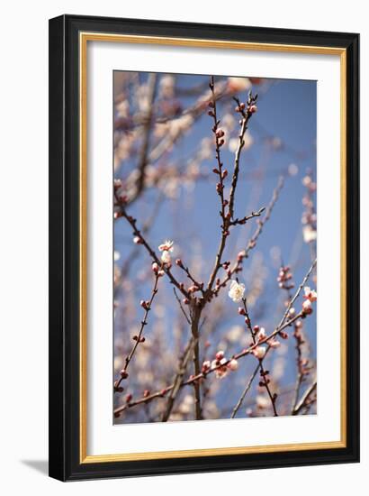 In Bloom X-Karyn Millet-Framed Photographic Print