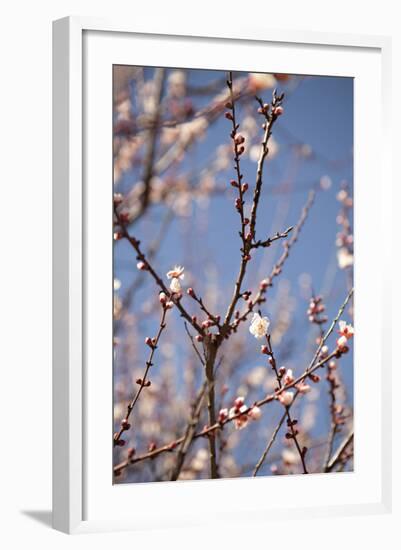 In Bloom X-Karyn Millet-Framed Photographic Print