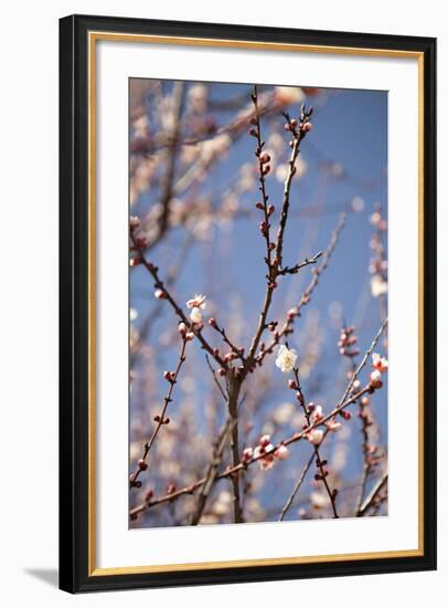 In Bloom X-Karyn Millet-Framed Photographic Print