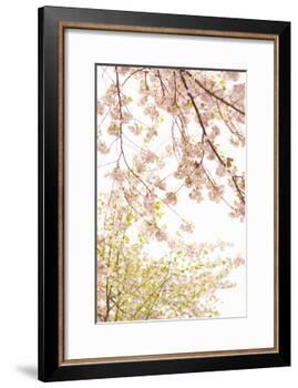 In Bloom XIX-Karyn Millet-Framed Photographic Print