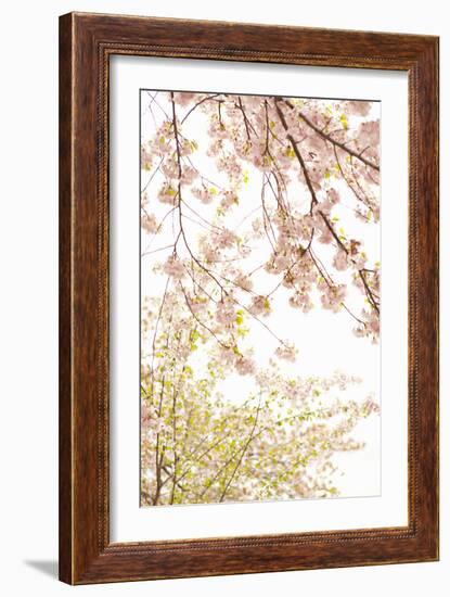 In Bloom XIX-Karyn Millet-Framed Photographic Print