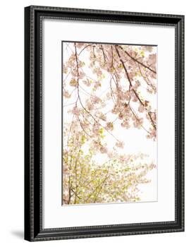 In Bloom XIX-Karyn Millet-Framed Photographic Print