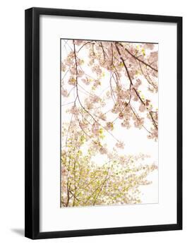 In Bloom XIX-Karyn Millet-Framed Photographic Print