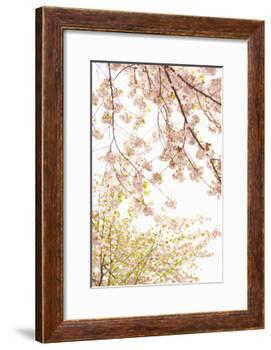 In Bloom XIX-Karyn Millet-Framed Photographic Print