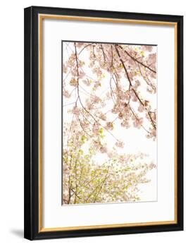 In Bloom XIX-Karyn Millet-Framed Photographic Print