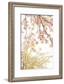 In Bloom XIX-Karyn Millet-Framed Photographic Print