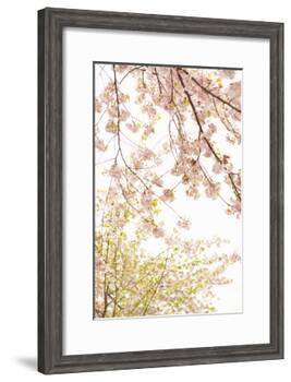 In Bloom XIX-Karyn Millet-Framed Photographic Print